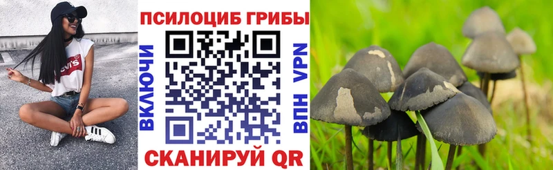 сайты даркнета клад  Кириши  Псилоцибиновые грибы Cubensis 